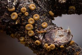 Attēlu rezultāti vaicājumam “Ceratiomyxa morchella macro”