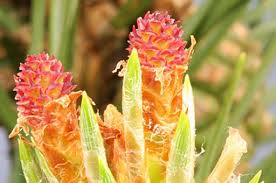 Attēlu rezultāti vaicājumam “Pinus sylvestris female flower”