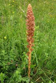 Attēlu rezultāti vaicājumam “Orobanche elatior bud”