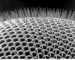 File:Drosophilidae compound eye .jpg - Wikipedia, the free ...