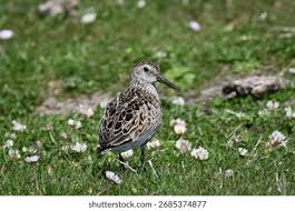 Attēlu rezultāti vaicājumam “Pluvialis apricaria adult”