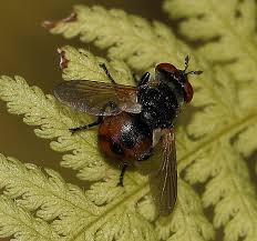 Attēlu rezultāti vaicājumam “Gymnosoma sp.”