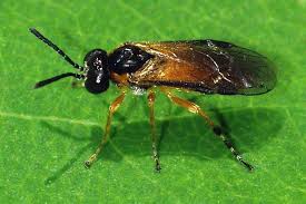 Attēlu rezultāti vaicājumam “Tenthredinidae”