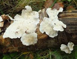 Attēlu rezultāti vaicājumam “Skeletocutis amorpha”