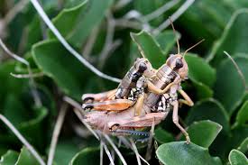 Attēlu rezultāti vaicājumam “Podisma pedestris”