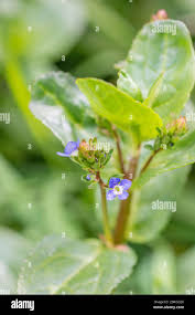 Attēlu rezultāti vaicājumam “Veronica beccabunga bud”