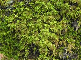 Attēlu rezultāti vaicājumam “Anomodon attenuatus”