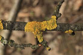 Attēlu rezultāti vaicājumam “Xanthoria fulva”