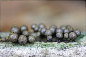 Attēlu rezultāti vaicājumam “Cribraria argillacea macro”