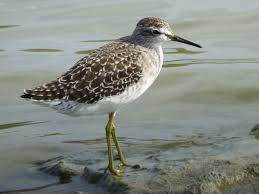 Attēlu rezultāti vaicājumam “Tringa glareola”