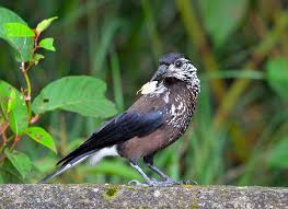 Image result for Nucifraga caryocatactes