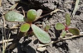 Attēlu rezultāti vaicājumam “Portulaca oleracea”