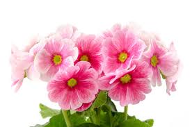 Image result for Primula obconica