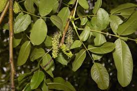 Attēlu rezultāti vaicājumam “Juglans x sinensis”