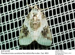 Attēlu rezultāti vaicājumam “Pseudeustrotia candidula”