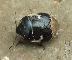 Attēlu rezultāti vaicājumam “Tritomegas bicolor imago”