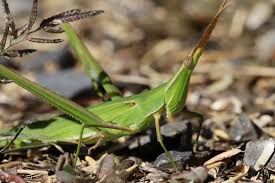 Attēlu rezultāti vaicājumam “Acrididae”