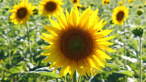 Image result for Sonnenblume