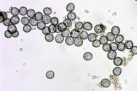 Attēlu rezultāti vaicājumam “Fuligo cinerea spores”