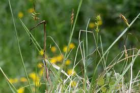 Attēlu rezultāti vaicājumam “Carex pulicaris”