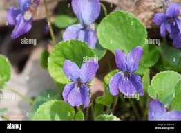 Attēlu rezultāti vaicājumam “Viola palustris”