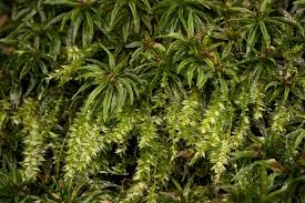 Attēlu rezultāti vaicājumam “Plagiothecium sp.”