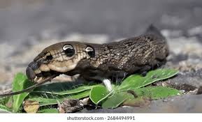 Attēlu rezultāti vaicājumam “Deilephila elpenor larva”