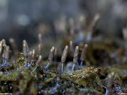 Attēlu rezultāti vaicājumam “Stemonitopsis sp.”