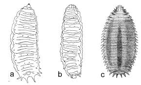 Attēlu rezultāti vaicājumam “Volucella pellucens”