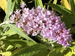 Image result for Buddleja davidii