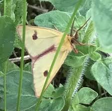 Attēlu rezultāti vaicājumam “Diacrisia sannio larva”