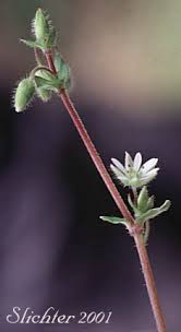 Attēlu rezultāti vaicājumam “Arenaria procera bud”