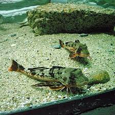 Image result for Chelidonichthys cuculus