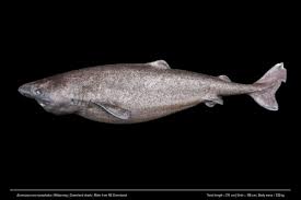 Image result for Somniosus microcephalus