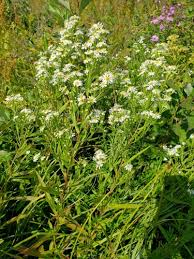 Image result for Aster lanceolatus