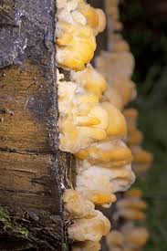 Attēlu rezultāti vaicājumam “Climacocystis borealis”