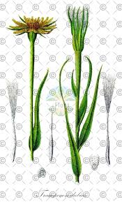 Attēlu rezultāti vaicājumam “Tragopogon pratensis subsp. pratensis leaf”