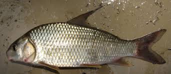 Image result for Carpiodes cyprinus