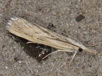 Attēlu rezultāti vaicājumam “Pediasia fascelinella”