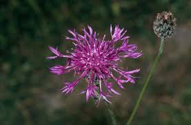 Attēlu rezultāti vaicājumam “Centaurea scabiosa flower”