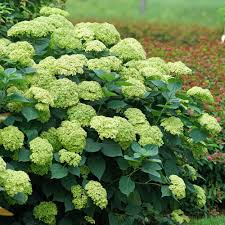 Attēlu rezultāti vaicājumam “Hydrangea arborescens subsp. discolor”
