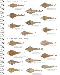 Image result for Acroteriobatus blochii