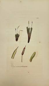 Attēlu rezultāti vaicājumam “Encalypta streptocarpa”