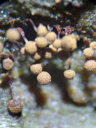 Attēlu rezultāti vaicājumam “Cribrariaceae”