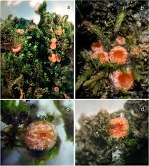 Attēlu rezultāti vaicājumam “Octospora humosa”