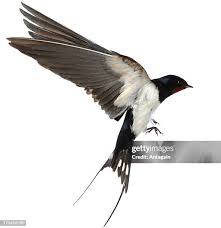 Attēlu rezultāti vaicājumam “Hirundinidae”