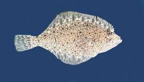 Image result for Parophrys vetulus