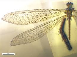 Attēlu rezultāti vaicājumam “Myrmeleontidae”