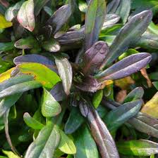 Image result for Ajuga reptans