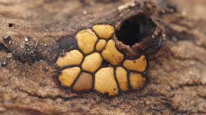 Attēlu rezultāti vaicājumam “Perichaena corticalis spores”